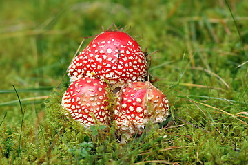 Image showing group of red fly agaric