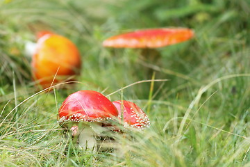 Image showing group of red fly agaric