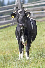 Image showing holstein cow looking at the camera