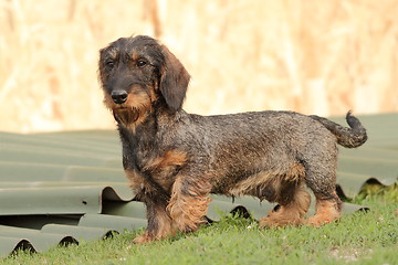 Image showing hunting dog in the backyard