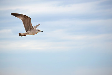 Image showing The seagull flies against the blue sky