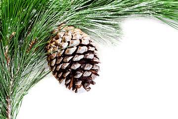 Image showing fir tree branch with pinecone