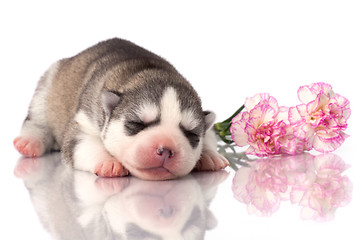 Image showing newborn puppy