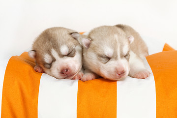 Image showing newborn puppy