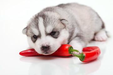 Image showing newborn puppy