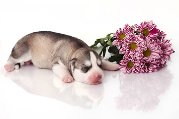 Image showing newborn puppy