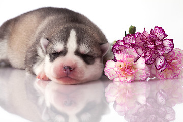 Image showing newborn puppy