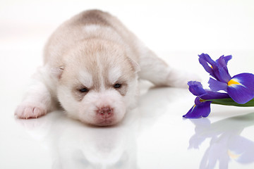 Image showing newborn puppy