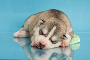 Image showing newborn puppy