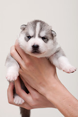 Image showing newborn puppy