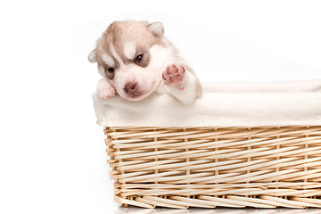 Image showing newborn puppy