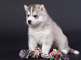 Image showing newborn puppy