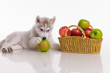 Image showing newborn puppy