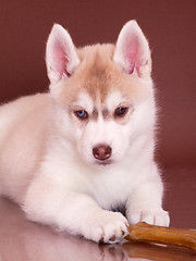 Image showing newborn puppy