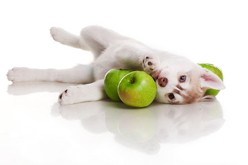 Image showing newborn puppy