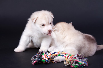 Image showing newborn puppy