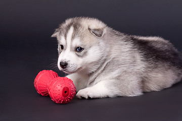 Image showing newborn puppy