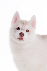 Image showing siberian husky