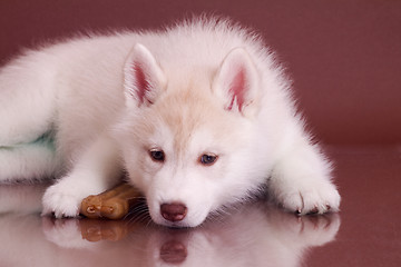 Image showing newborn puppy