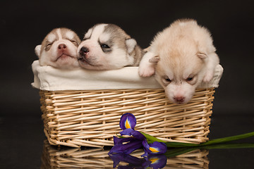 Image showing newborn puppy