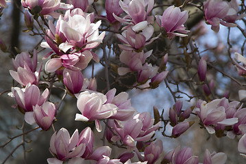 Image showing Cherry Blossoms