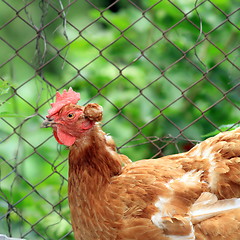 Image showing interesting hen