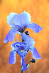 Image showing iris germanica over autumn background