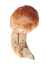 Image showing isolated penny mushroom