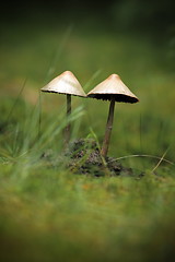 Image showing mushrooms growing in moss