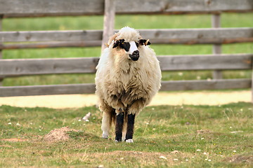 Image showing old sheep standing on farm yard