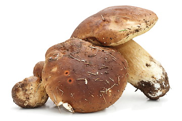 Image showing porcini agaric on white background