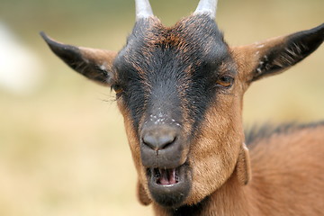 Image showing portrait of a brown goat