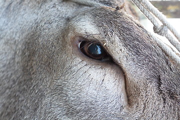 Image showing red deer eye