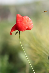 Image showing red poppy and a bee