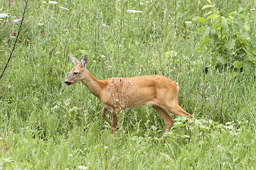 Image showing roe deer doe walking