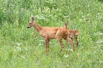 Image showing roe deers in big grass