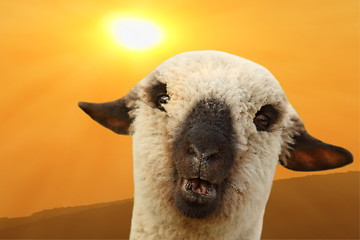 Image showing sheep portrait at sunset