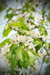 Image showing spring white cherry flowers on tree