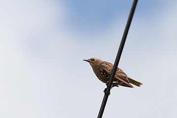 Image showing starling standing on electric wire