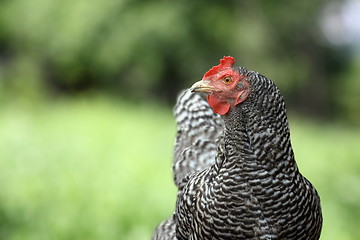 Image showing striped hen over green background