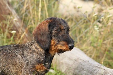 Image showing teckel breed portrait