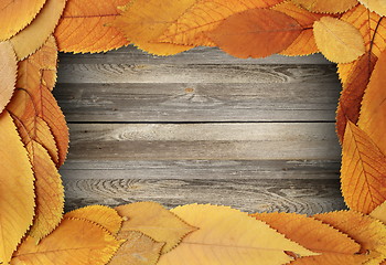 Image showing thanksgiving backdrop with cherry leaves