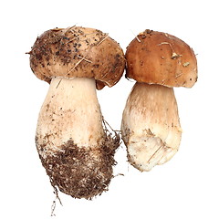 Image showing two fresh fungi porcini