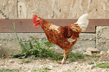 Image showing young rooster