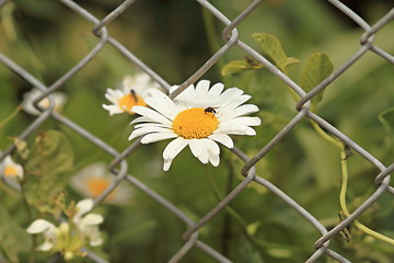 Image showing wild daisy growing through wire fence