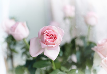 Image showing Beautiful pink roses