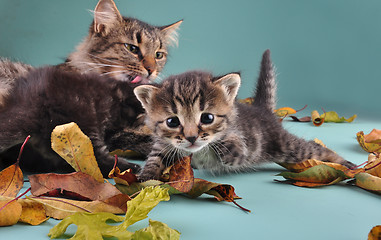 Image showing group of cats in autumn leaves