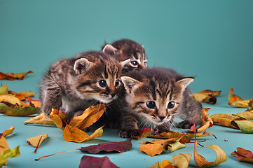 Image showing group of small  kittens in autumn leaves