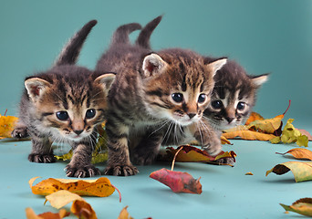 Image showing group of small  kittens in autumn leaves