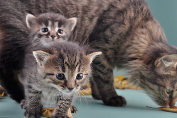 Image showing group of small  kittens in autumn leaves